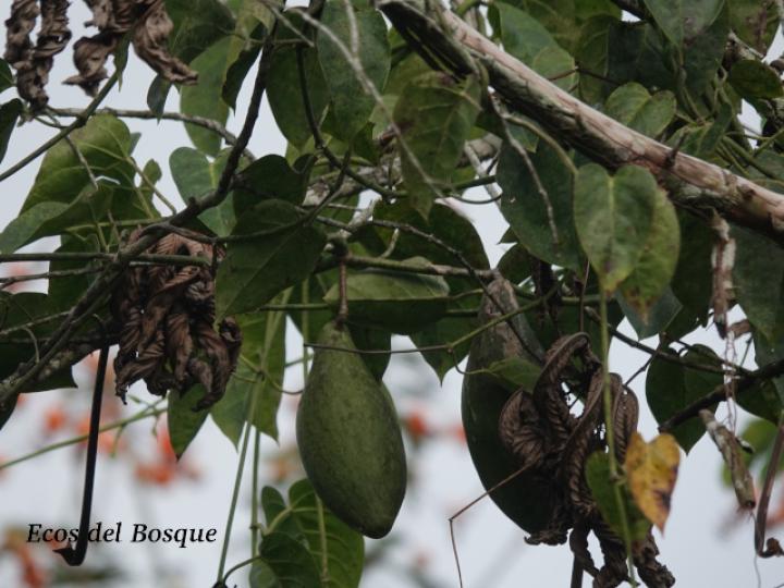 Marsdenia macrophylla