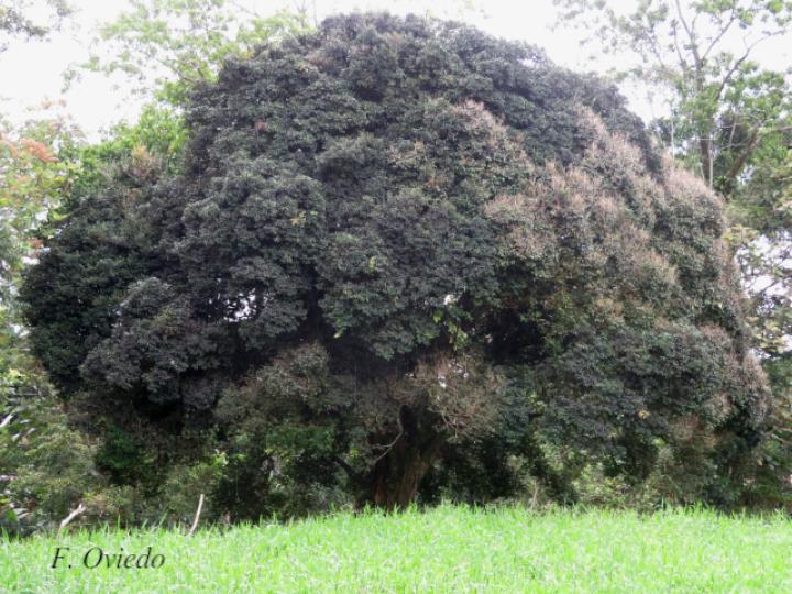 Myrcianthes fragrans (Guayabillo, Murta)