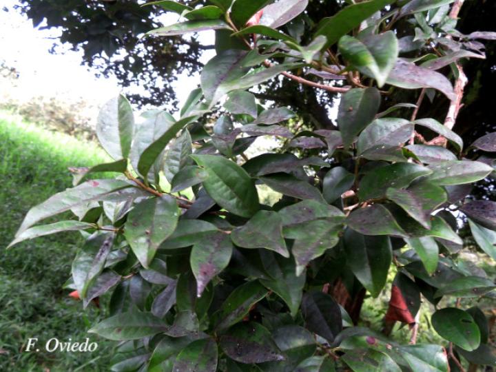 Myrcianthes fragrans (Guayabillo, Murta)