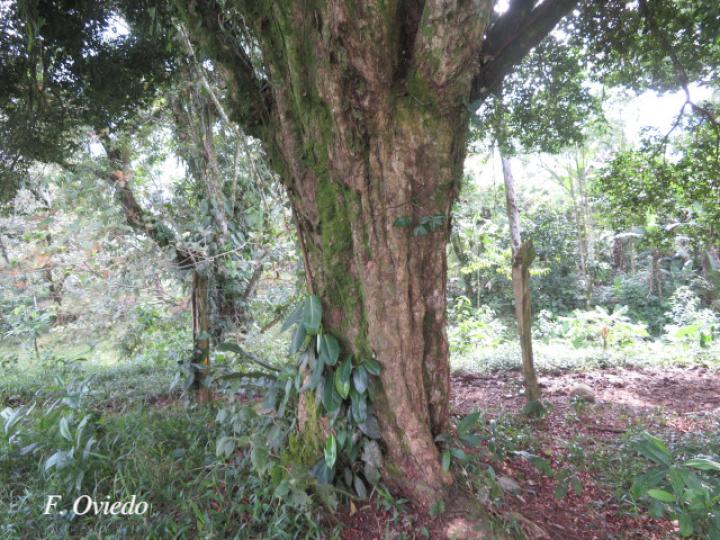 Myrcianthes fragrans (Guayabillo, Murta)