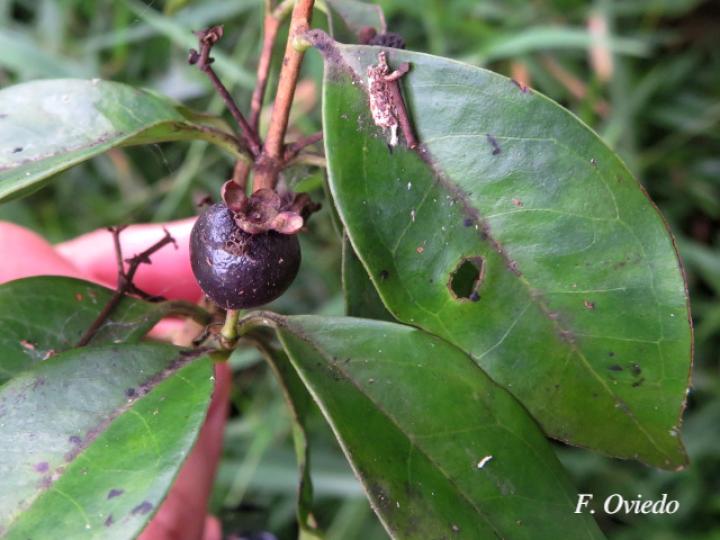 Myrcianthes fragrans (Guayabillo, Murta)