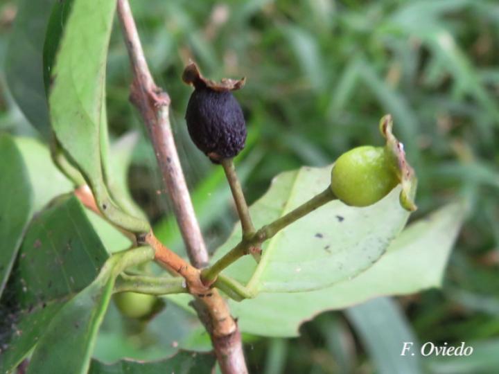Myrcianthes fragrans (Guayabillo, Murta)