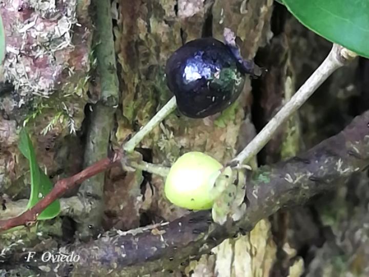 Myrcianthes fragrans (Guayabillo, Murta)