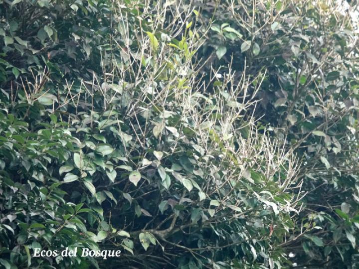 Myrcianthes fragrans (Guayabillo, Murta)