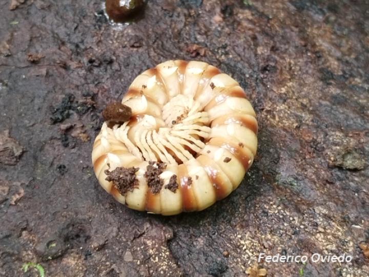 Nyssodesmus python (Milpiés)