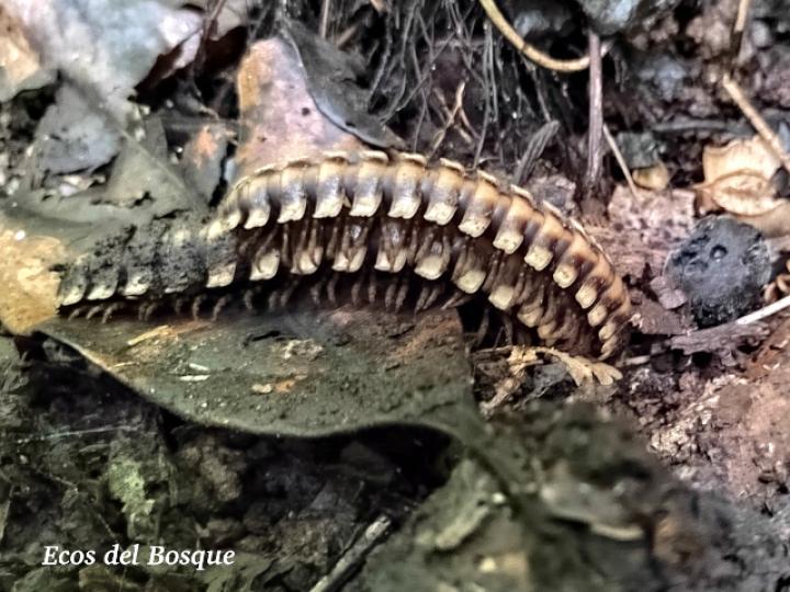 Nyssodesmus python (Milpiés)