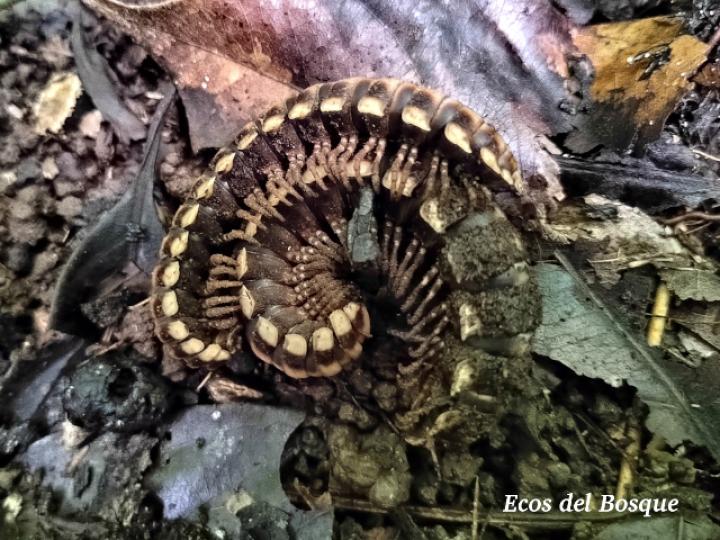 Nyssodesmus python (Milpiés)