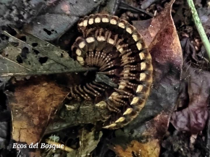 Nyssodesmus python (Milpiés)