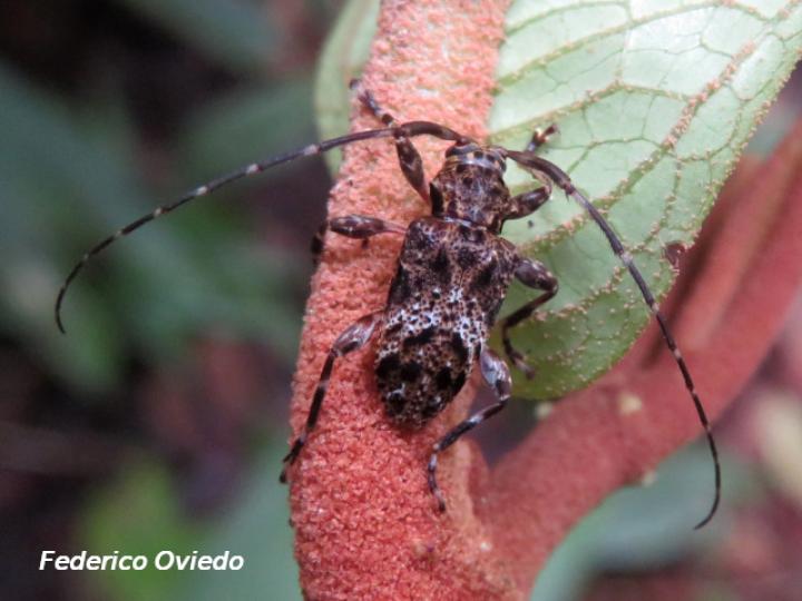 Oreodera costaricensis