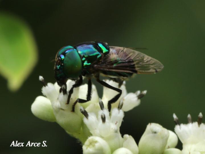 Ornidia obesa
