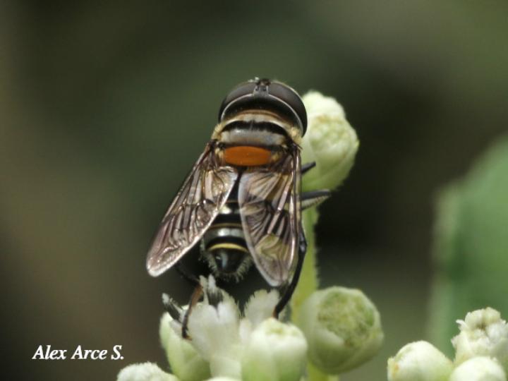 Palpada agrorum (Mosca de las flores)