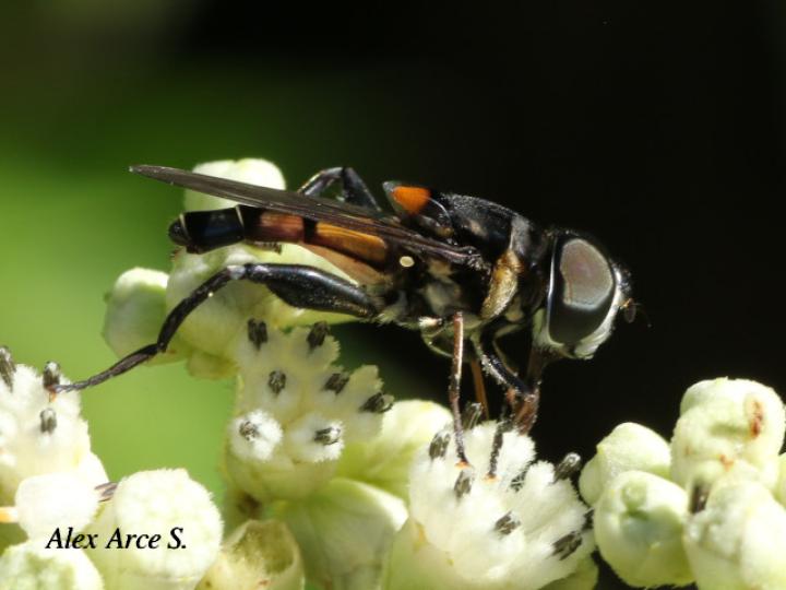 Palpada agrorum (Mosca de las flores)