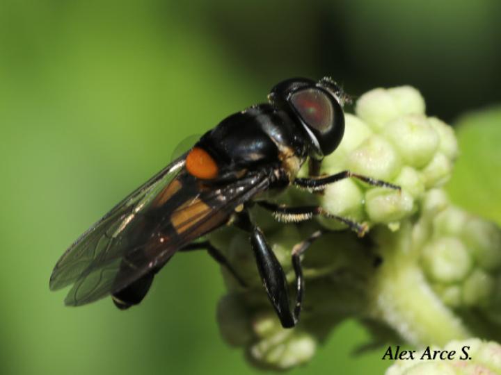 Palpada agrorum (Mosca de las flores)