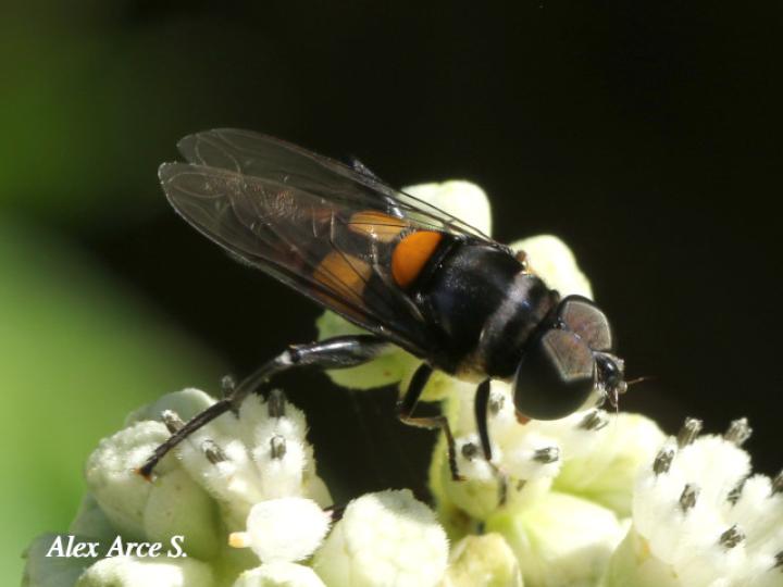 Palpada agrorum (Mosca de las flores)