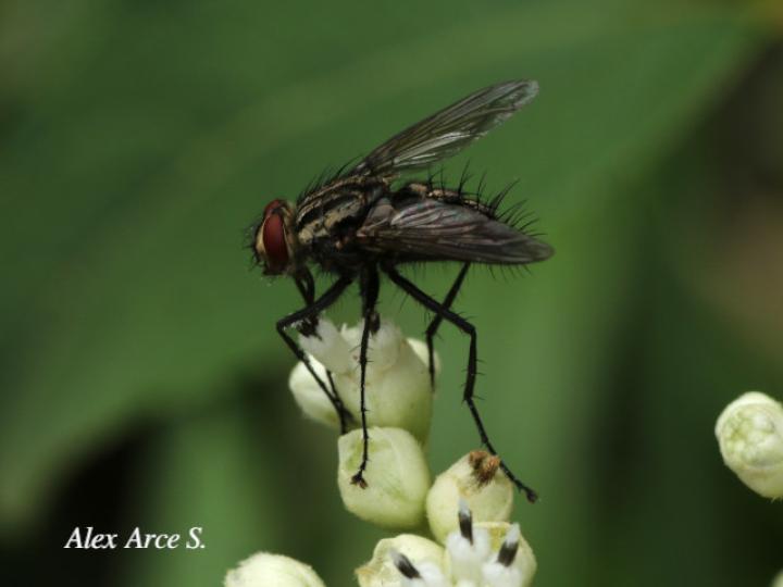 Ptilodexia sp