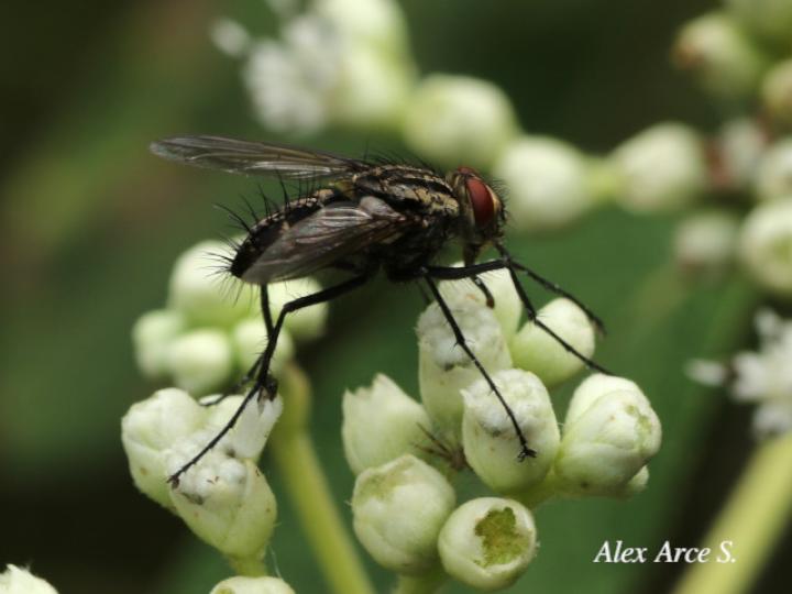 Ptilodexia sp