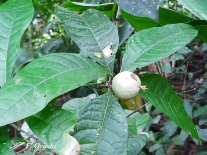 Randia grandifolia