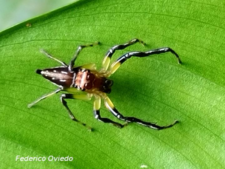 Especie salticidae 03 (Araña saltarina)