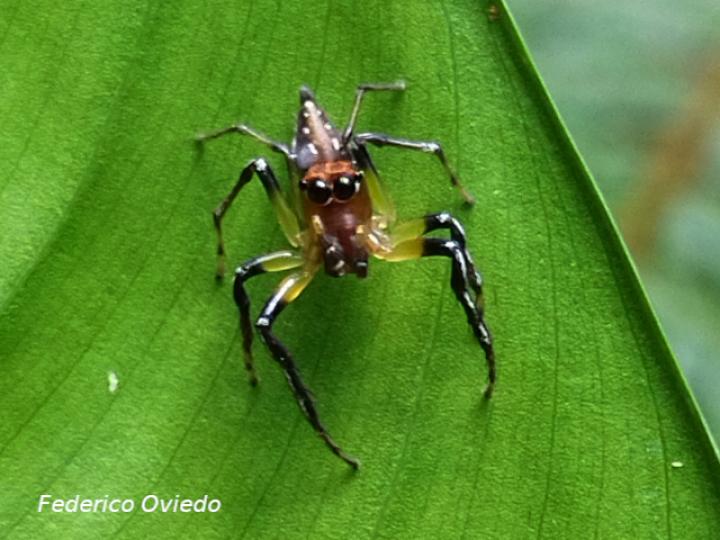 Especie salticidae 03 (Araña saltarina)