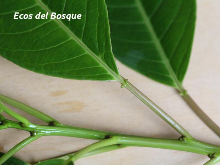 Sapium glandulosum (Yos)