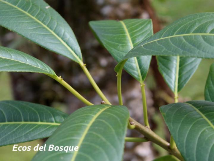 Sapium glandulosum (Yos)