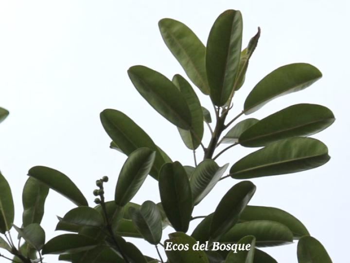 Sapium glandulosum (Yos)