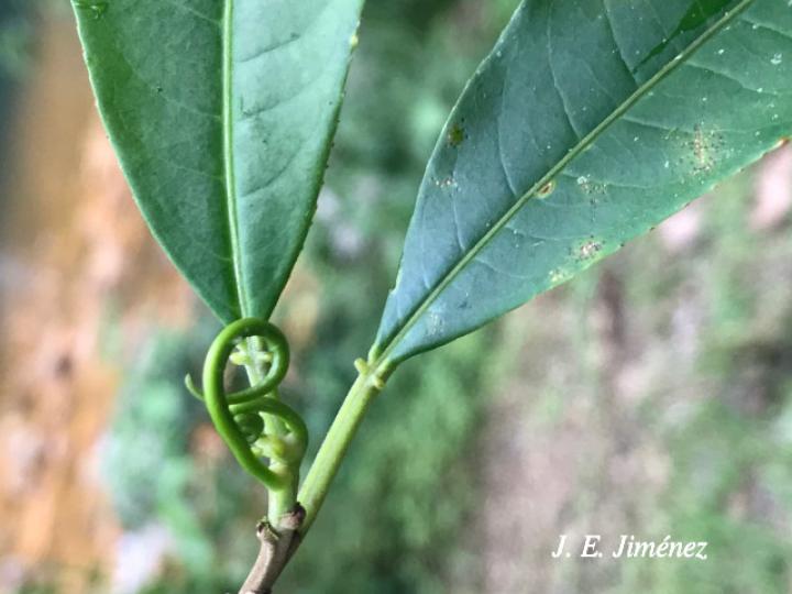 Sapium glandulosum (Yos)