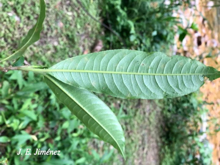 Sapium glandulosum (Yos)