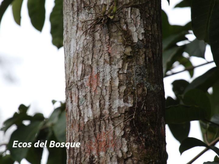 Sapium glandulosum (Yos)