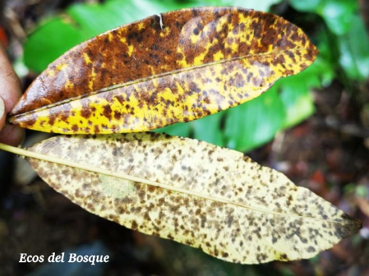 Sapium glandulosum (Yos)