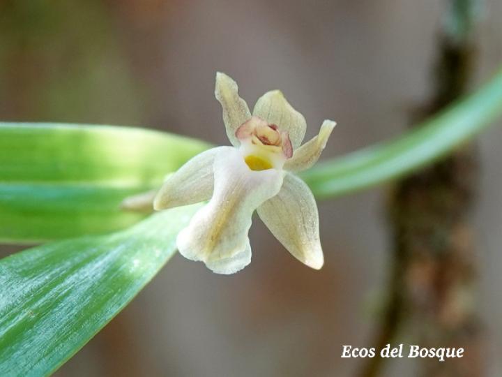 Scaphyglottis amparoana