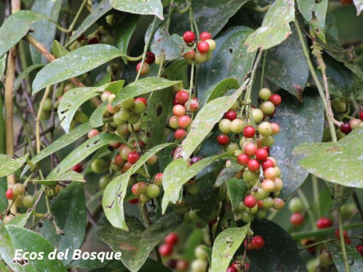 Smilax dominguensis (Cuculmeca)