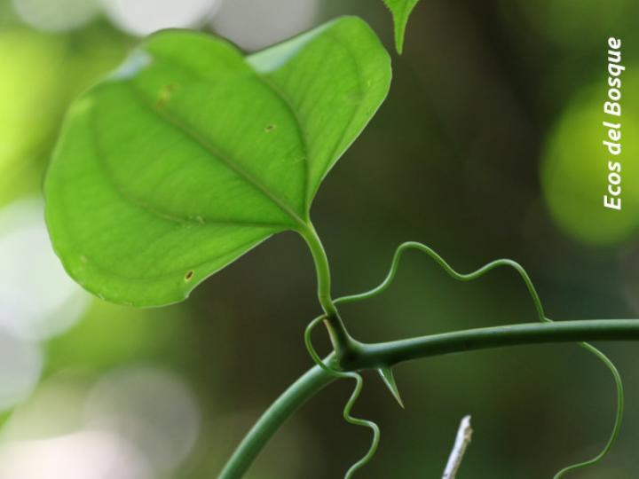 Smilax dominguensis (Cuculmeca)