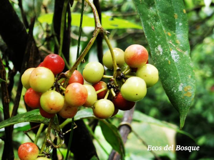 Smilax dominguensis (Cuculmeca)