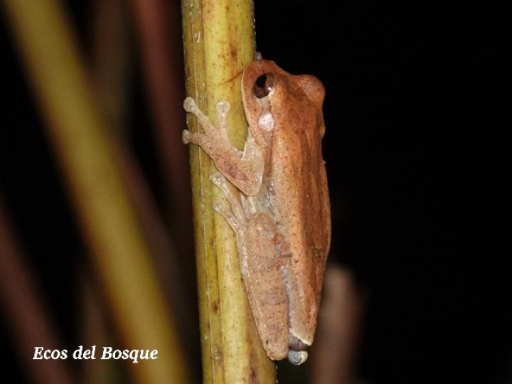 Smilisca sordida (Rana arborícola parda)