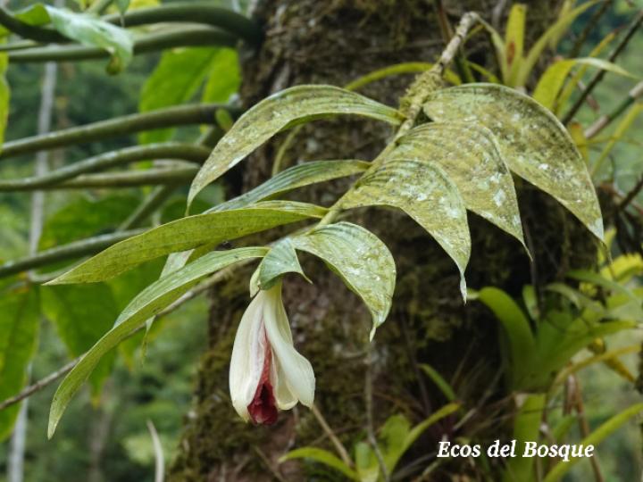 Sobralia helleri (Flor de un día)