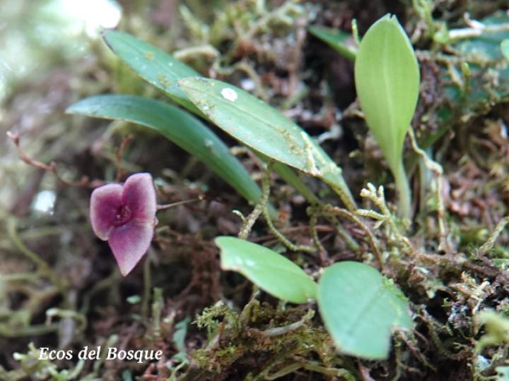 Stelis sp1