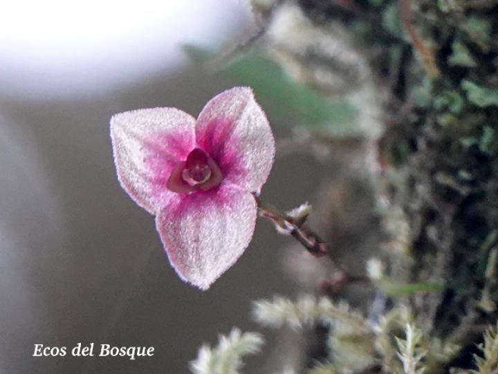 Stelis sp1