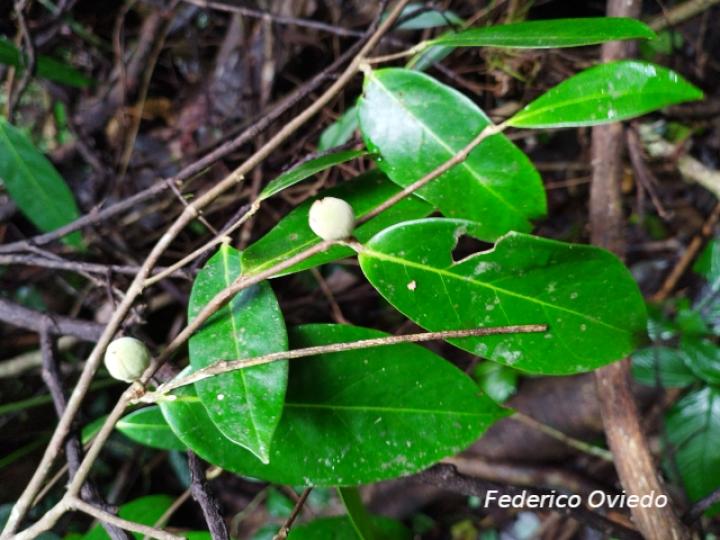 Stephanopodium costaricense (Cara de vieja)