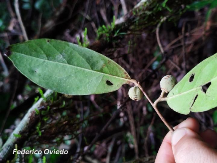 Stephanopodium costaricense (Cara de vieja)