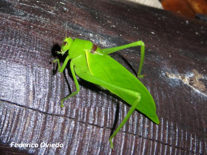 Stilpnochlora thoracica