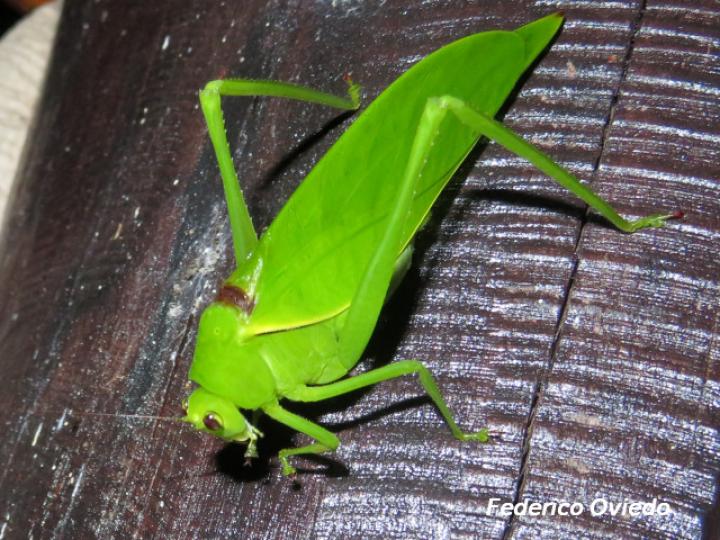 Stilpnochlora thoracica