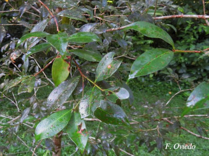Syzygium paniculatum (Cereza magenta)