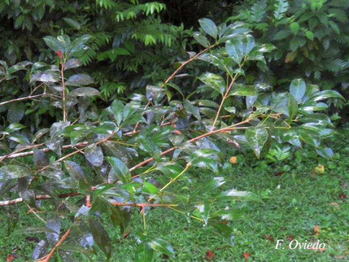Syzygium paniculatum (Cereza magenta)