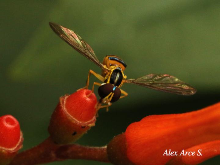 Toxomerus virgulatus