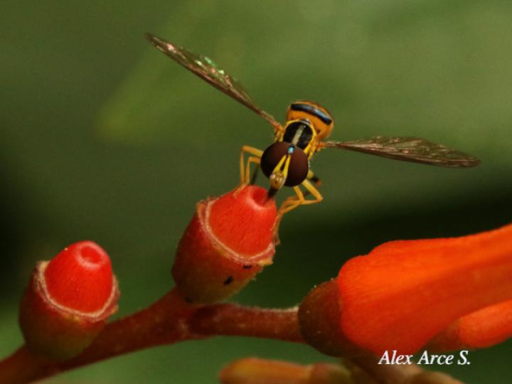 Toxomerus virgulatus