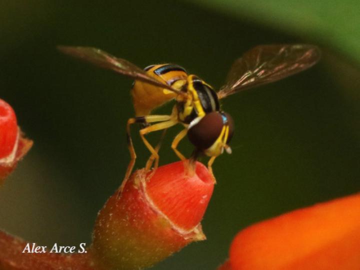 Toxomerus virgulatus