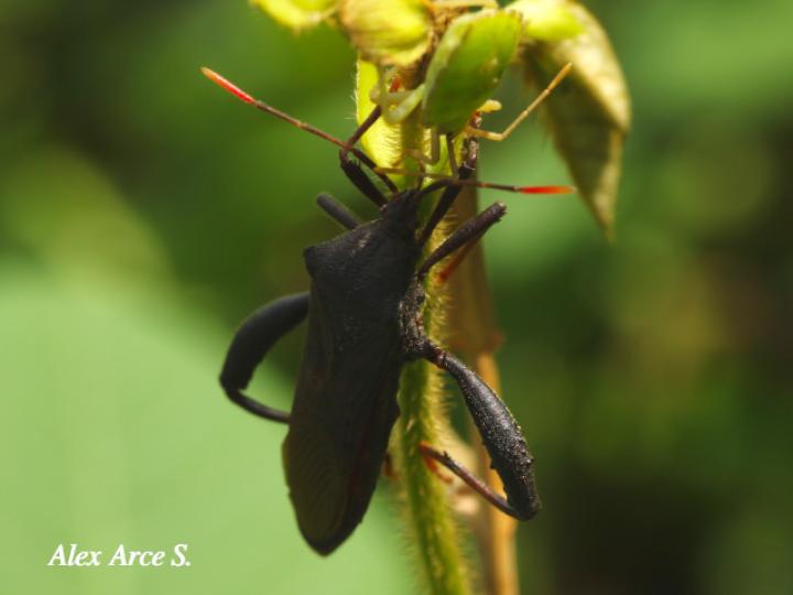 Acanthocephala femorata