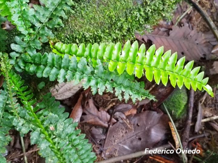 Asplenium sp