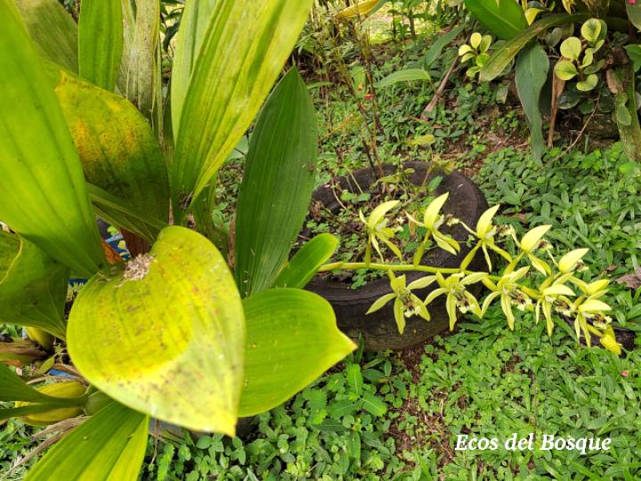 Coelogyne pandurata (Orquídea negra)